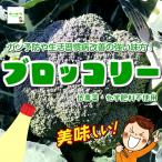  брокколи низкий пестициды * химия удобрение не использование Saitama префектура производство 1 шт 