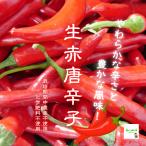 [ жара . время. обычная температура рейс рассылка OK!] сырой красный красный острый перец ( красный красный острый перец, красный перец стручковый ) культивирование период средний пестициды не использование * химия удобрение не использование Saitama префектура производство примерно 100g