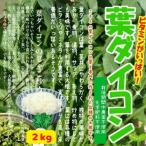 [* совместно пакет .. сделаю ] лист дайкон ( лист дайкон, большой корнеплоды ) культивирование период средний пестициды не использование * химия удобрение не использование Saitama префектура производство 2kg{ коробка продажа }