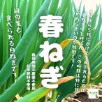 [ жара . время. обычная температура рейс рассылка OK!] весна лук порей ( длина лук порей, белый лук порей ) культивирование период средний пестициды не использование * химия удобрение не использование Saitama префектура производство 2~3шт.@!