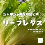 leaf lettuce * пестициды . химия удобрение. использование не делаем Saitama префектура производство 1 пакет 