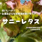  Sunny lettuce * пестициды . химия удобрение. использование не делаем Saitama префектура производство 1 пакет 