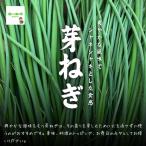 . лук порей * пестициды . химия удобрение. использование не делаем Saitama префектура производство 1 пакет примерно 30g