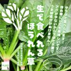  сырой . еда ... шпинат * пестициды . химия удобрение. использование не делаем Saitama префектура производство 1 пакет примерно 150g