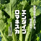 en большой b*romane ska (en большой b) * пестициды . химия удобрение. использование не делаем Saitama префектура производство 1 пакет примерно 100g