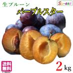 10月上旬〜中旬　パープルスター 生プルーン 減農薬 長野県産 2キロ