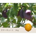 8月中旬　サマーキュート　生プルーン 減農薬 長野県産  2キロ