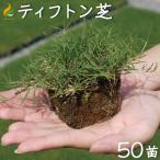 ショッピング苗 芝 芝生 ポット苗 ティフトン芝ポット苗 50苗 約10平米分(キューブ苗)ティフトン419 芝生 校庭緑化 園庭 スポーツターフ　