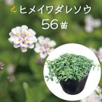 ヒメイワダレソウ リピア ポット苗(白系