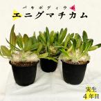 パキポディウム エニグマチカム 実生4年目 4.5号鉢 塊根植物 コーデクッス 観葉植物 希少種 キョウチクトウ科 パキポディウム属 Pachypodium enigmaticum