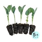  бесплатная доставка брокколи рассада .. для 5 рассада комплект овощи рассада огород овощи вид рассада брокколи .. person 