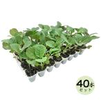  бесплатная доставка брокколи рассада .. для 40 рассада комплект огород брокколи овощи рассада . дом час свободный изучение наука обучающий материал массовая закупка 