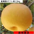 早割　梨　ギフト　新興（しんこう）梨　1.5kg（3〜６玉）　送料無料　冬梨　2025年産予約