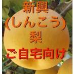 ショッピング梨 早割　梨　訳あり　新興10kg（20〜40玉入り）　送料無料　冬梨　2024年産予約　鳥取県産/新潟県産