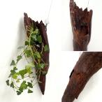 .. времена стильный натуральное дерево структура . цветок сырой подвешивание цветок сырой высота 48cm подвешивание ниже декоративное растение висячий растения вешалка коряга 3