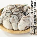 海のミルクと呼ばれる大粒の牡蠣!!日生の剥き身!!カキオコに最適　牡蠣 むき牡蠣 むき身 日生 岡山県産 約100-150粒 約2kg 加熱用 瀬戸内海 お取り寄せ ご当地 カキオコに最適  (水曜日は発送が休みです)