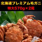 毛ガニ 特大 570g前後×2尾 プレミアム北海道産(毛蟹 毛がに kegani けがに かに カニ味噌 蟹味噌)