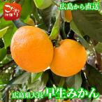  Hiroshima префектура большой мыс внизу остров производство . сырой мандарин подарок для 5kg 10kg бесплатная доставка сверху бог сельское хозяйство . Seto внутри уровень . поле день на хороший Hiroshima .... ... подарок по случаю конца года мандарин mi can . сырой 
