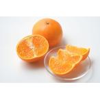  подарок по случаю конца года Ehime префектура производство .. какой BENI-F0( бесплатная доставка ).. подарок .. лет . зима подарок 