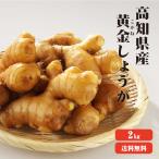 黄金しょうが 2Ｋｇ 送料無料 高知県産 黄金生姜 生姜 国産 根生姜 囲い生姜 坂田信夫商店