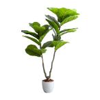 観葉植物 リラータ カシワバゴムの木 グリーン