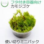 カモジゴケミニ