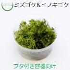 (տʪ  ߥ ƥꥦ ꥦ   ݥƥꥦ ݥꥦ  ݶ ߺ ѥå)  ߥ&amp;⥸