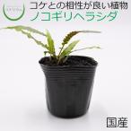 (観葉植物 おしゃれ ミニ テラリウム コケリウム 苔 コケ 苔テラリウム …