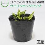 (観葉植物 おしゃれ ミニ テラリウム コケリウム 苔 コケ 苔テラリウム …