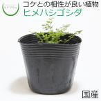 (観葉植物 おしゃれ ミニ テラリウム コケリウム 苔 コケ 苔テラリウム …