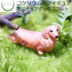 (観葉植物 おしゃれ ミニ テラリウ