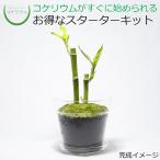 コケリウムキットガラスの鉢植えミリ...