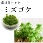 mizgoke мох террариум произведение производства для материалы мох | болотистая местность . сырой ..koke| вода . большой нравится 