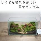 ショッピングテラリウム （苔テラリウム 完成品 苔盆栽 コケリウム 苔 観葉植物 おしゃれ）ワイドな景色を楽しむ苔テラリウム