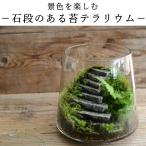 ショッピングテラリウム （苔テラリウム 完成品 階段 苔盆栽 コケリウム 苔 観葉植物 おしゃれ）石段のある苔テラリウムー台形L