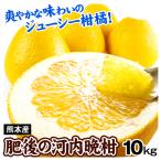 ショッピングオレンジ みかん 10kg 肥後の河内晩柑 熊本産 ご家庭用 送料無料 食品 国華園