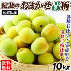 梅 10kg 紀北のおまかせ青梅 和歌山産 ご家庭用 うめ 常温便 送料無料 食品