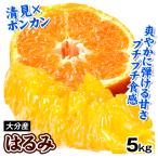 みかん はるみ 5kg 大分産 訳あり 柑橘 蜜柑 フルーツ 果物 送料無料 食品