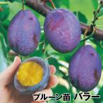プルーンバラー1株果樹苗国華園