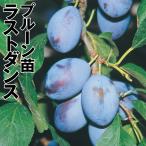 プルーンラストダンス1株果樹苗国華園