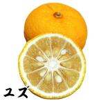 ユズ1株カンキツ果樹苗国華園