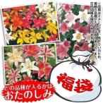 球根8月咲ユリ福袋30球