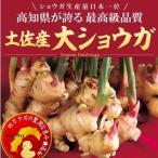 種ショウガ 土佐産大ショウガ 500g / 生姜 しょうが 家庭菜園 自家菜園 人気 国産 高知 大きい生姜 大きいショウガ 高品質