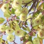  Sakura рассада ......1 АО Sakura рассада Hanaki рассада страна ..