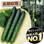 キュウリ 種 たね F1夏秀きゅうり 1袋(1.5ml) / きゅうりの種 野菜たね  【YTC91】
