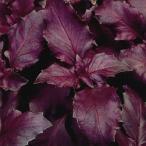  вид овощи .. трава лиловый базилик 1 пакет (2ml).... вид страна ..