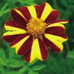 種 花たね フレンチマリーゴールド ジェスター 1袋(500mg)