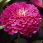  вид цветок .. 100 день . violet 1 пакет (1000mg)