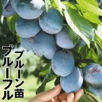 プルーンブルーフル1株果樹苗国華園