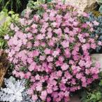 種 花たね 多年草 アムールナデシコ 1袋（100mg) / 花種 撫子 花の種 はなたね アムールナデシコの種 春植え 春まき